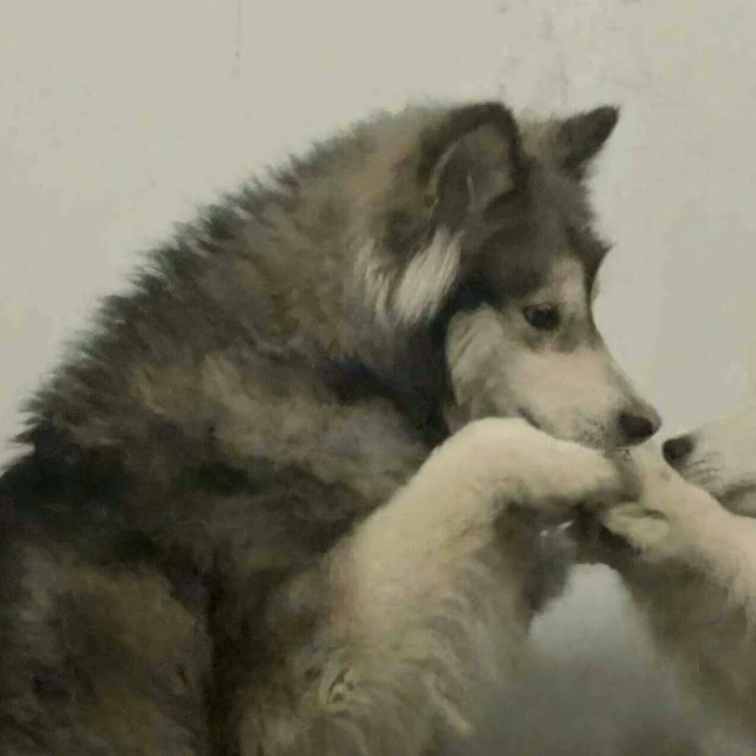 熊66