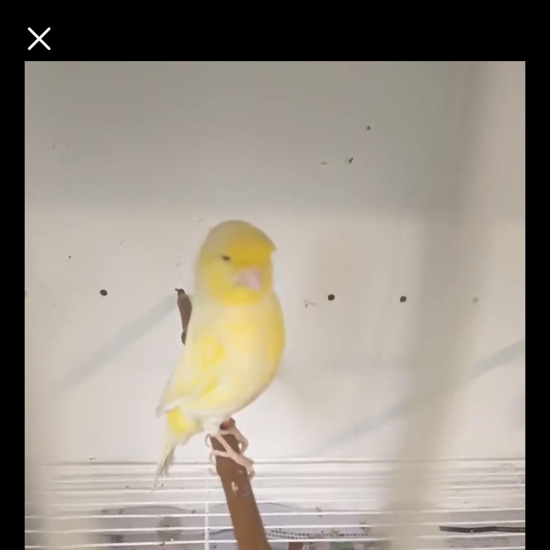 甘来