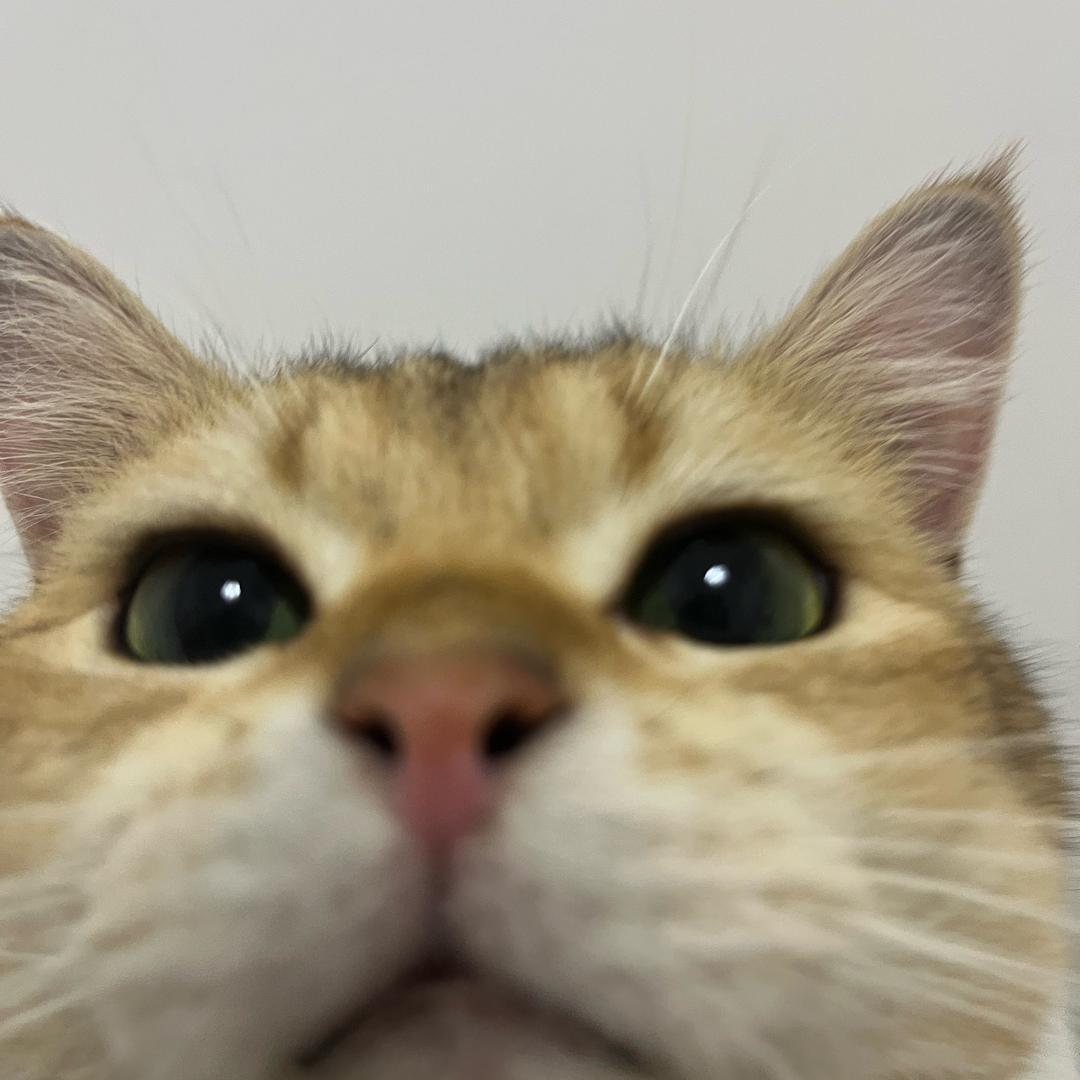 熊猫小司