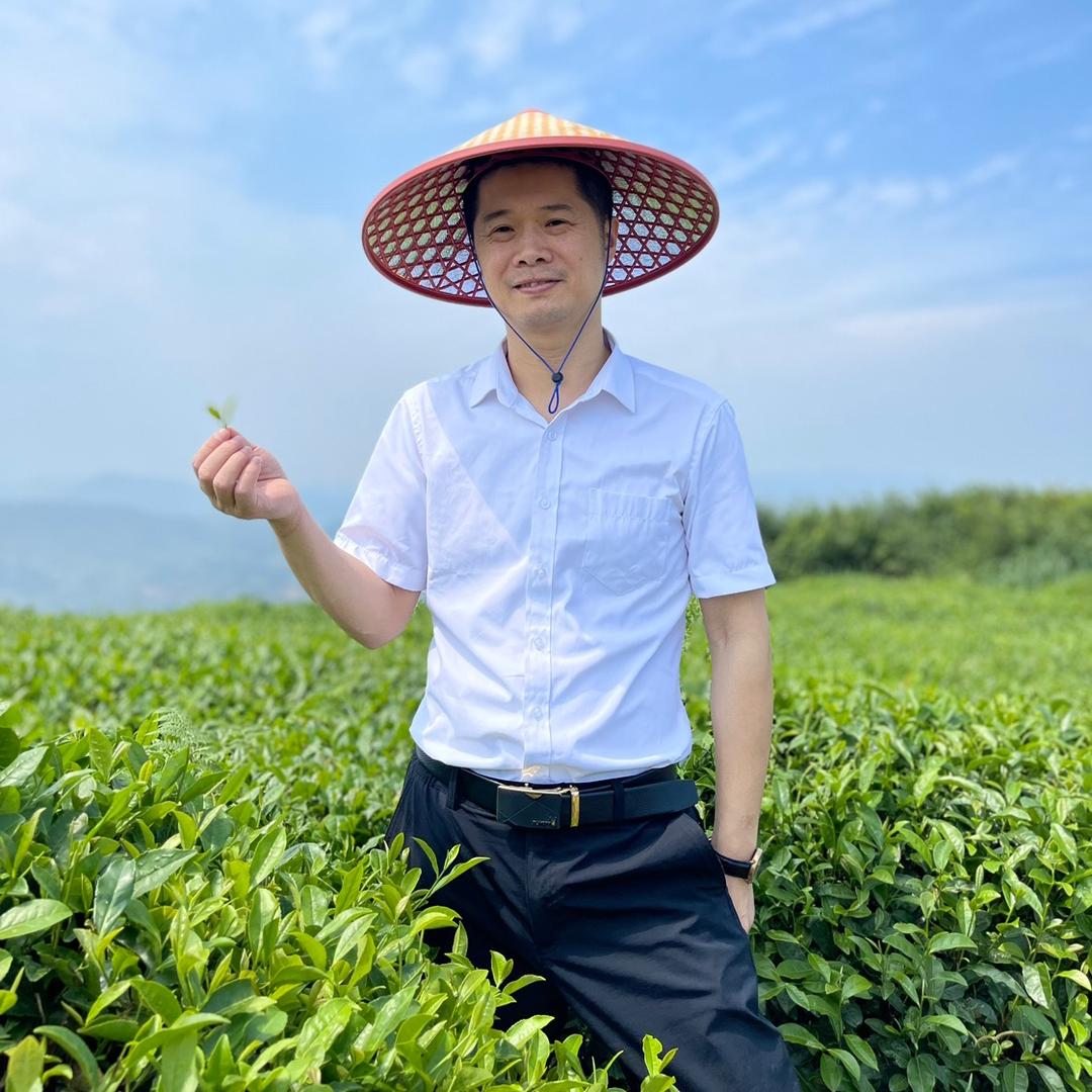煊煊鼎白茶