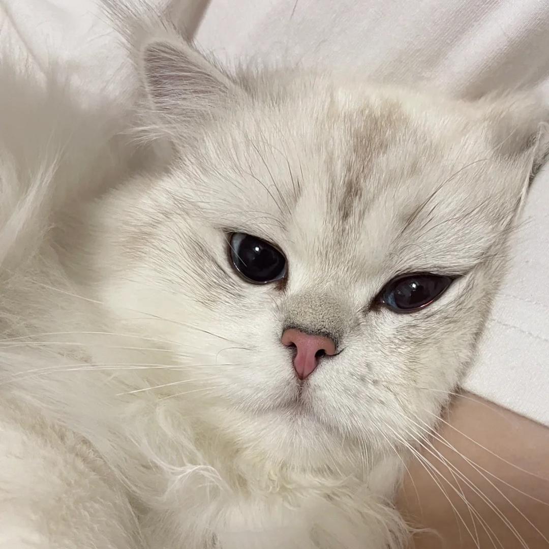 咖咖