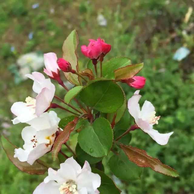 若相依。便不弃。