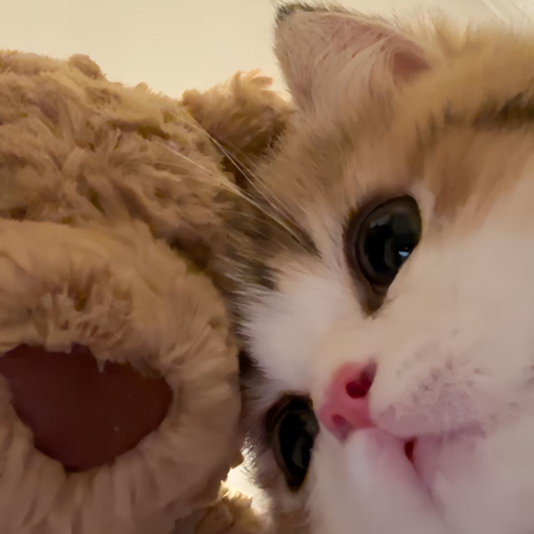 紫外线过敏的向日葵