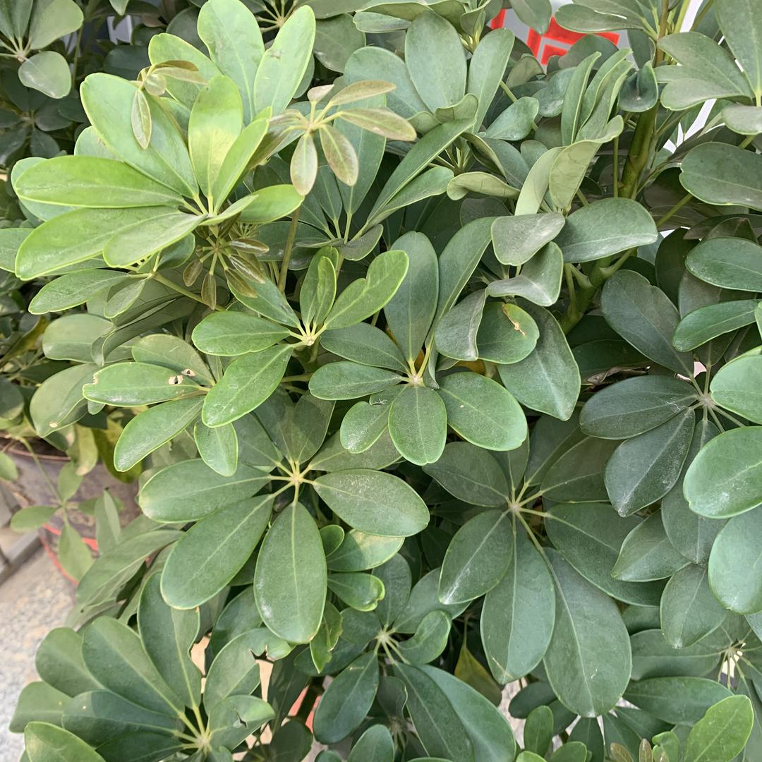 仓叮雅宿优选