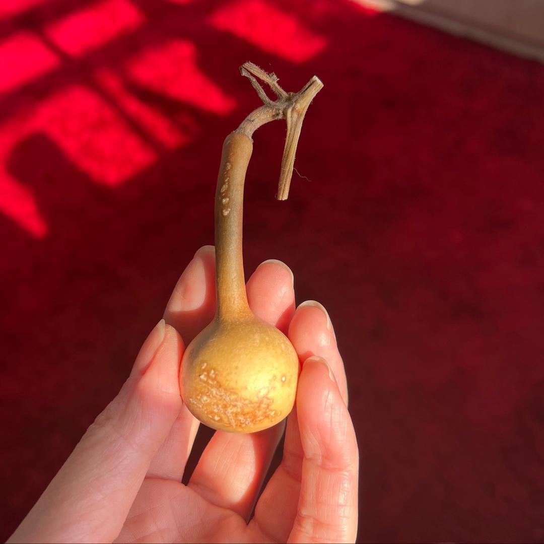 兔紫吃茶