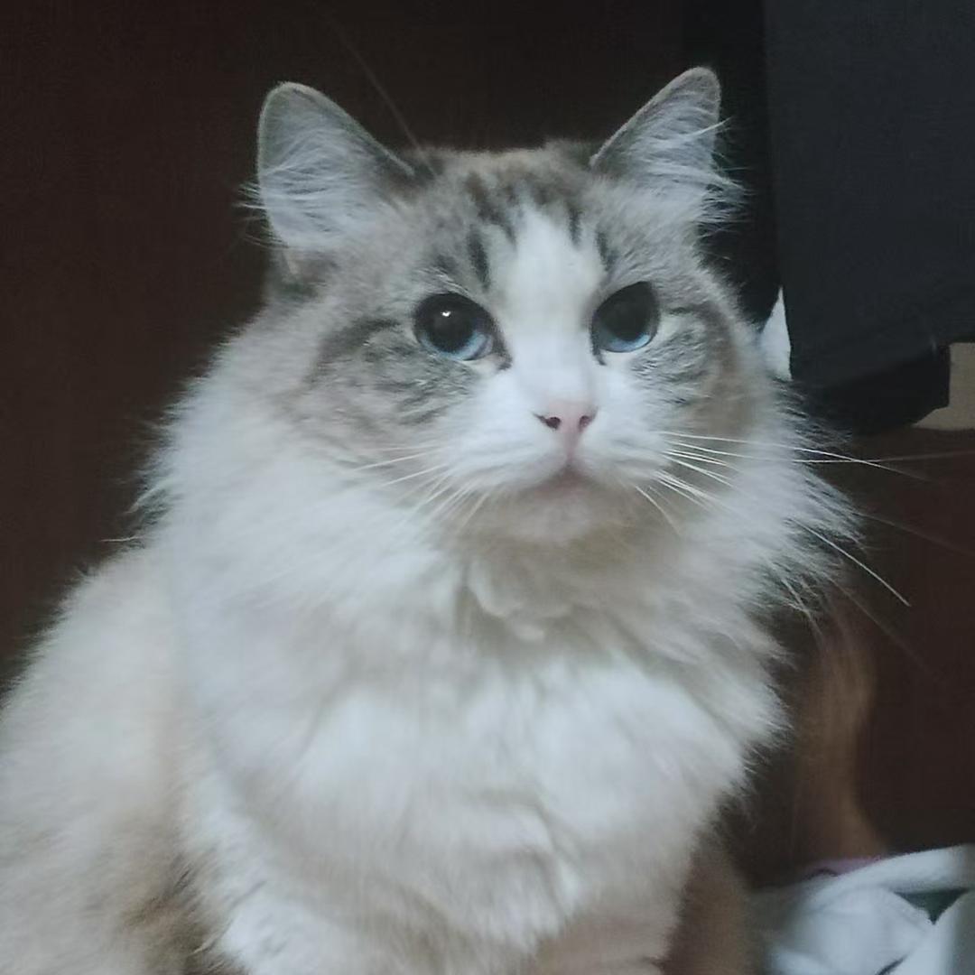 家有1111猫