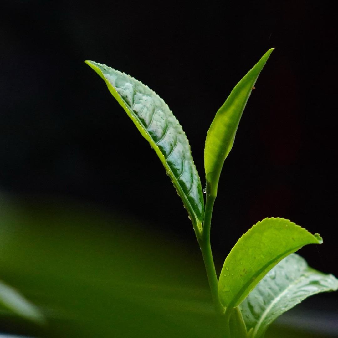 南方有茗
