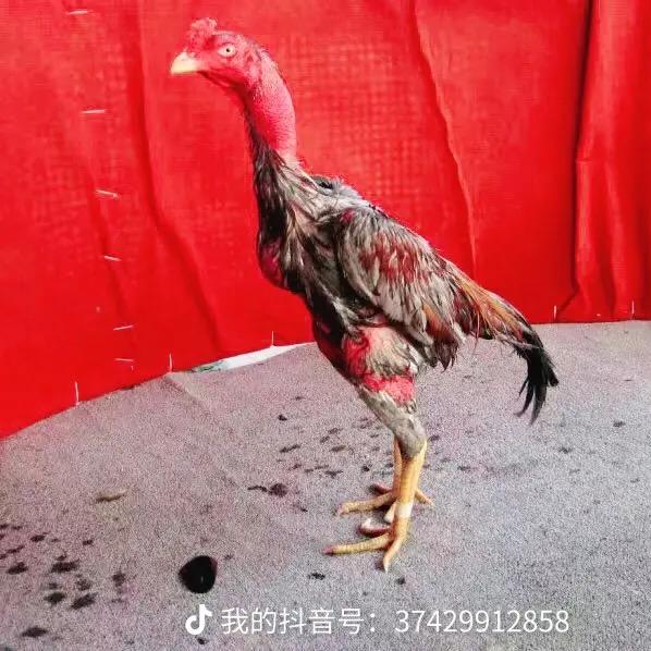 黎兄宠物商店