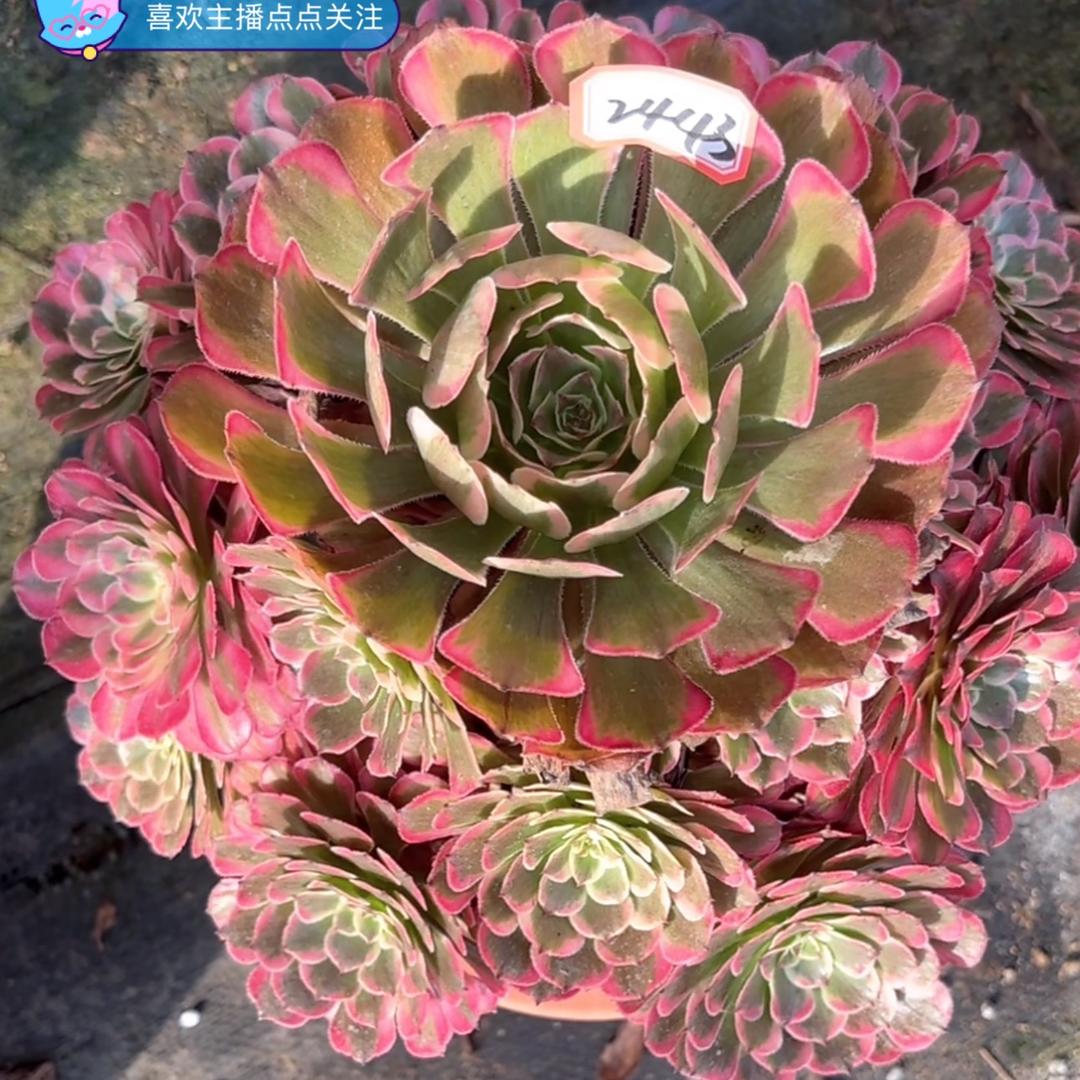 花🌹月姐