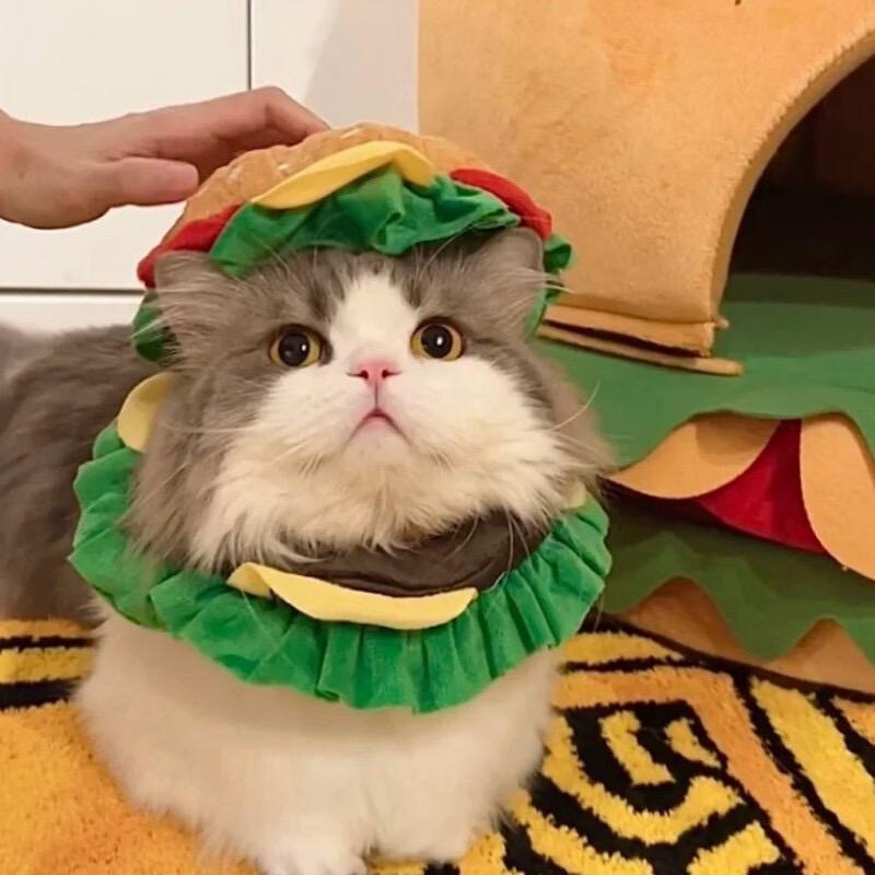 猫猫屋🐱