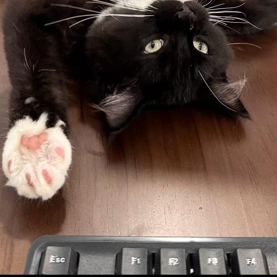 煤球今天玩什么