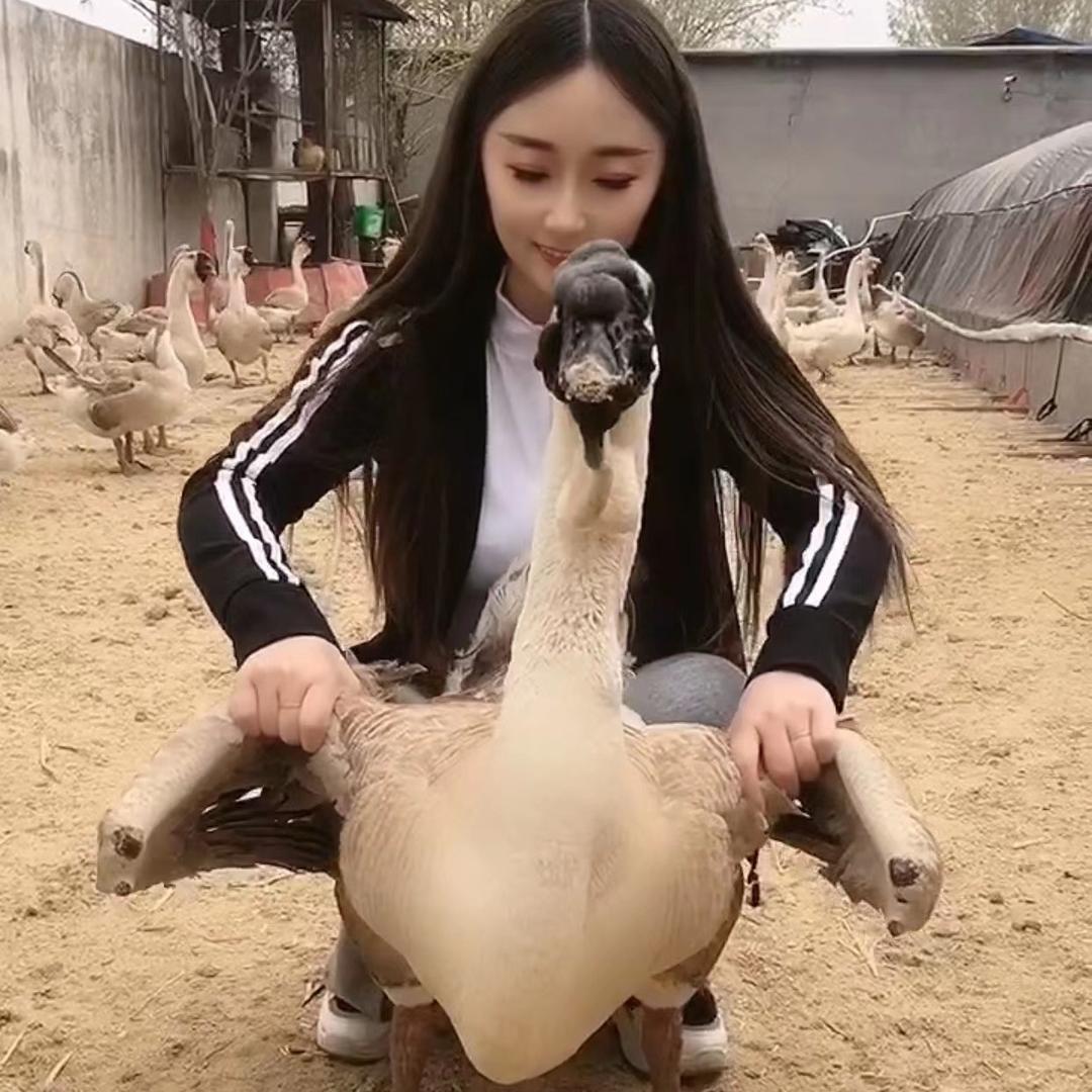 专业鹅苗孵化基地