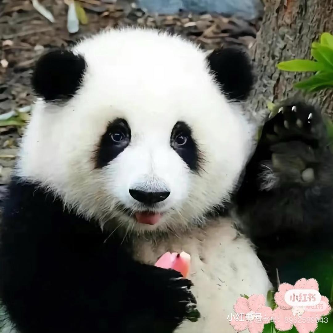 魔都小坏坏