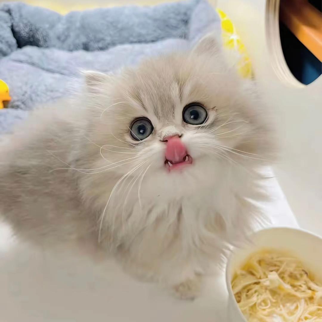 北屿猫舍（小喵幼稚园）