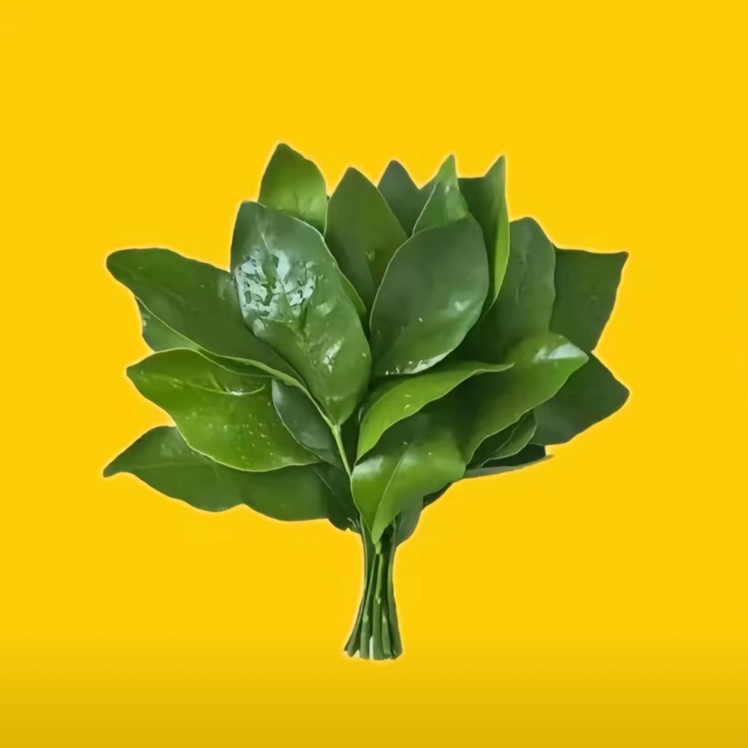我爱吃香菜🌿