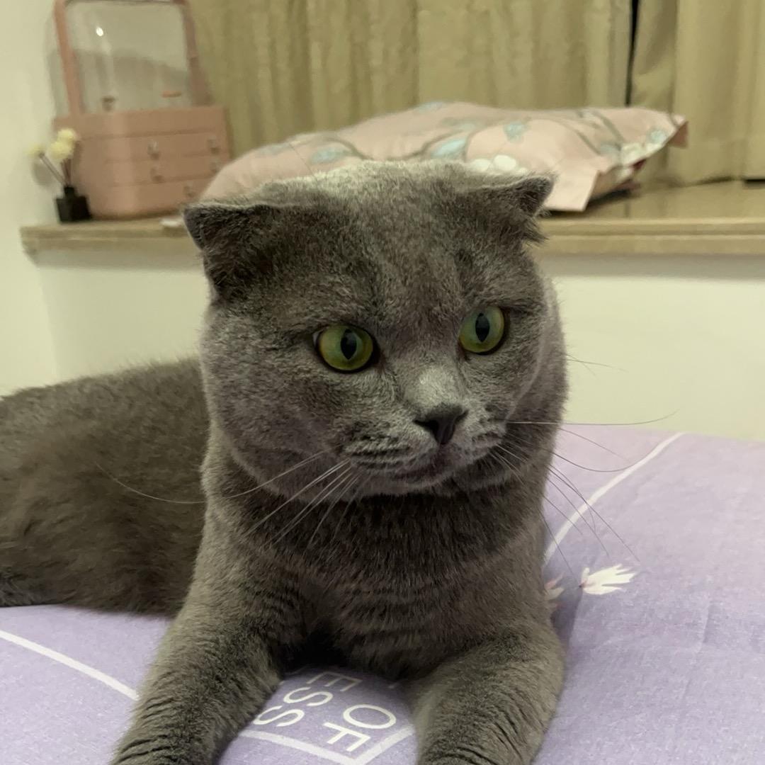 碎片子