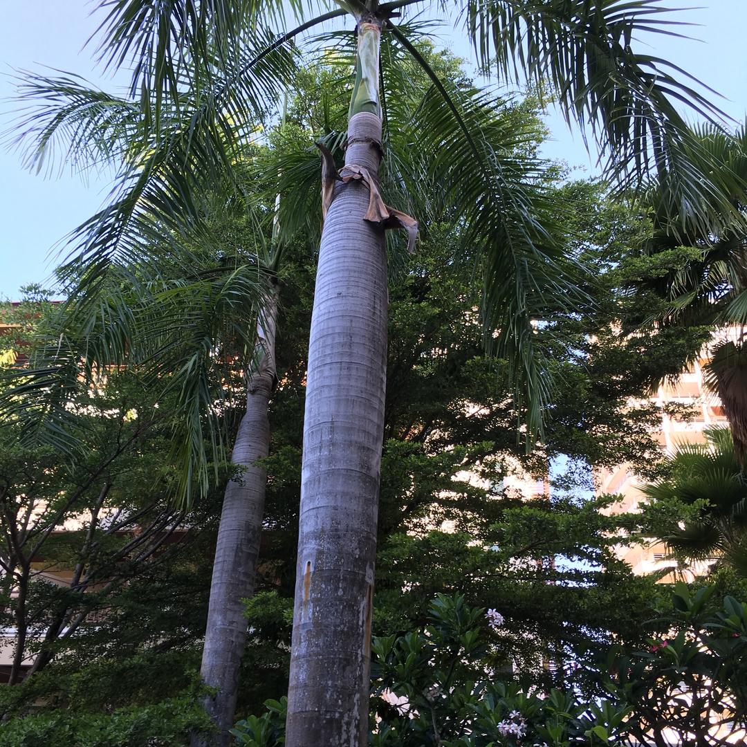 张鱼小丸子