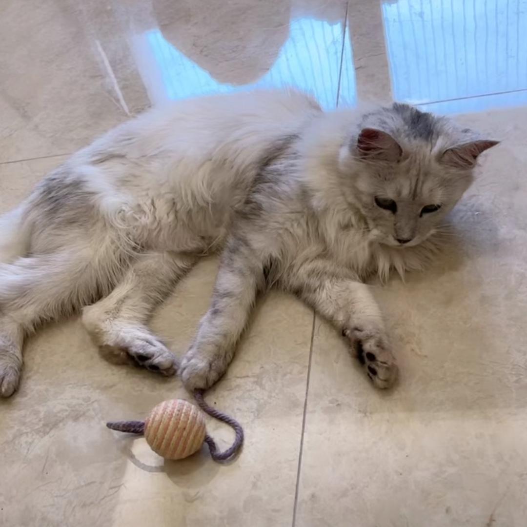 小姐姐啦啦啦酥