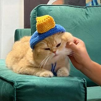 有只猫叫刘蛋大