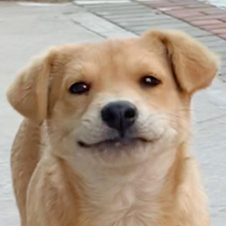 橘狗马什么梅