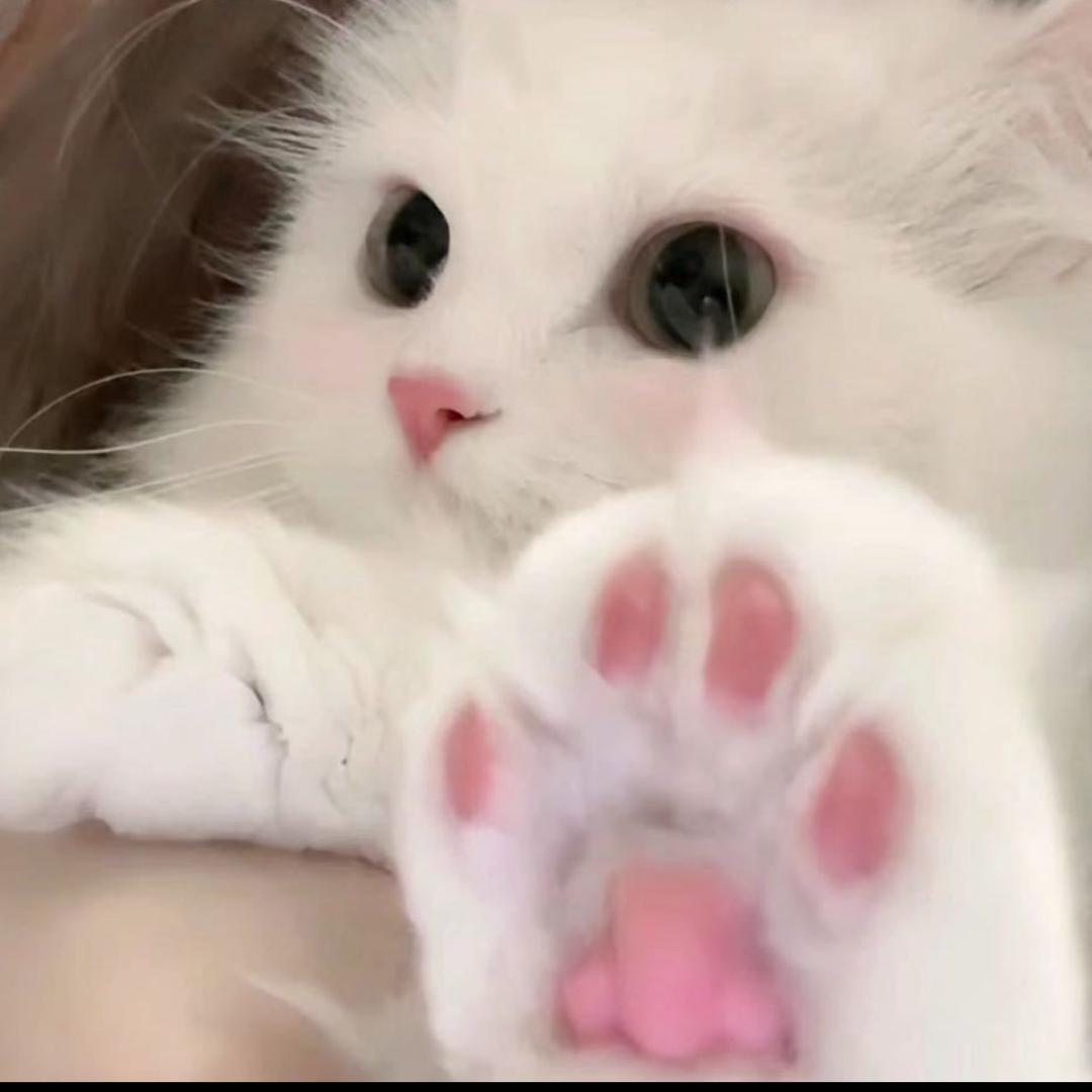 小苏