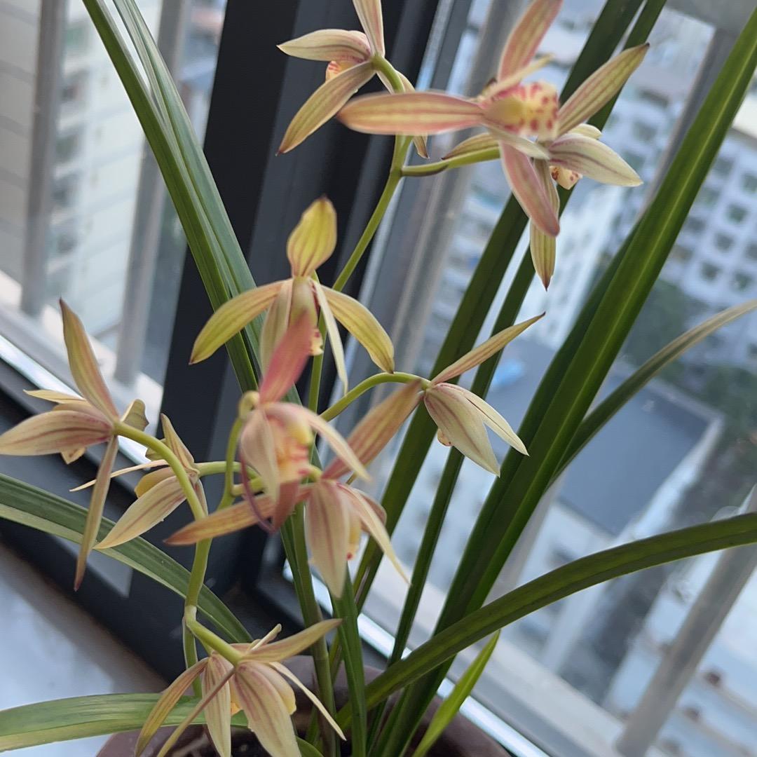 九村烤脑花