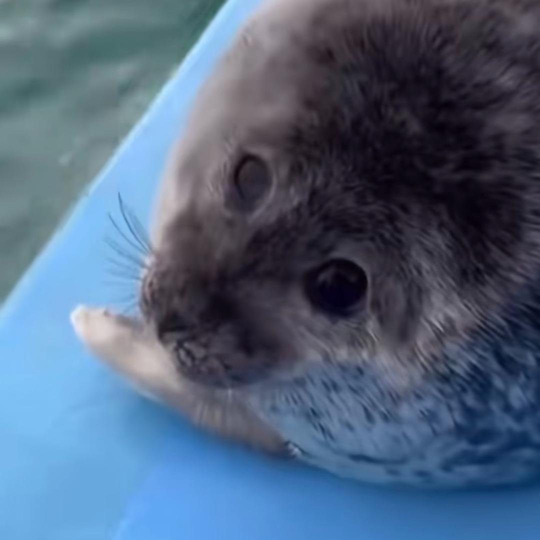 尾随小妈妈的那晚被豹打了