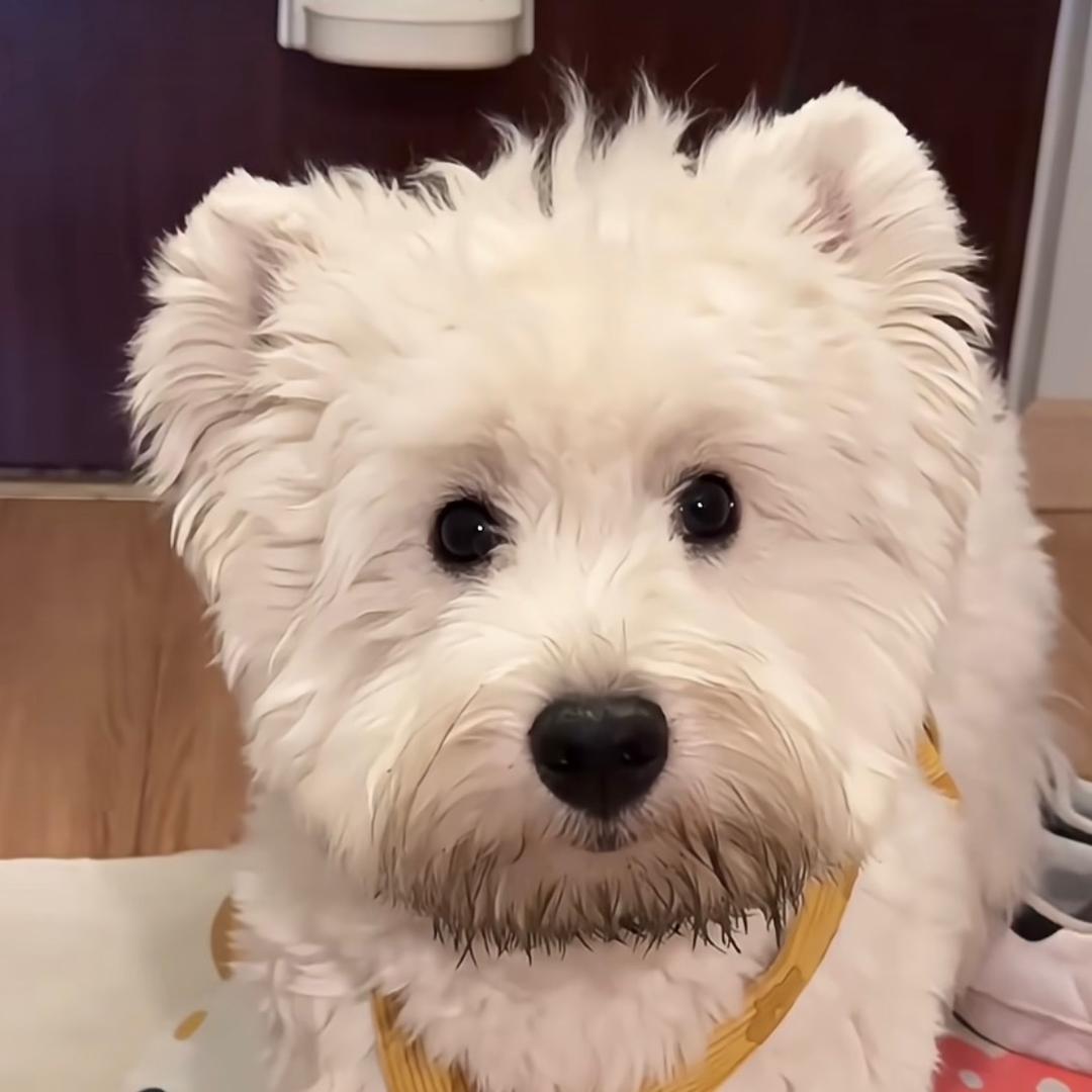 面面