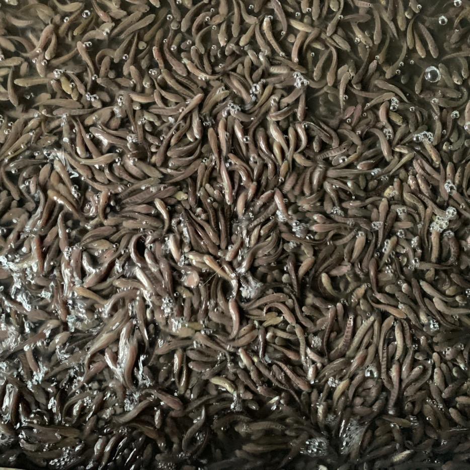 七星鱼养殖基地