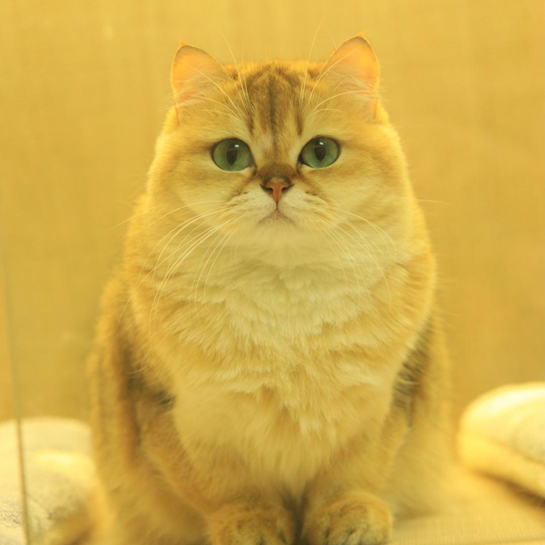 猫叔叔 （广东江门）