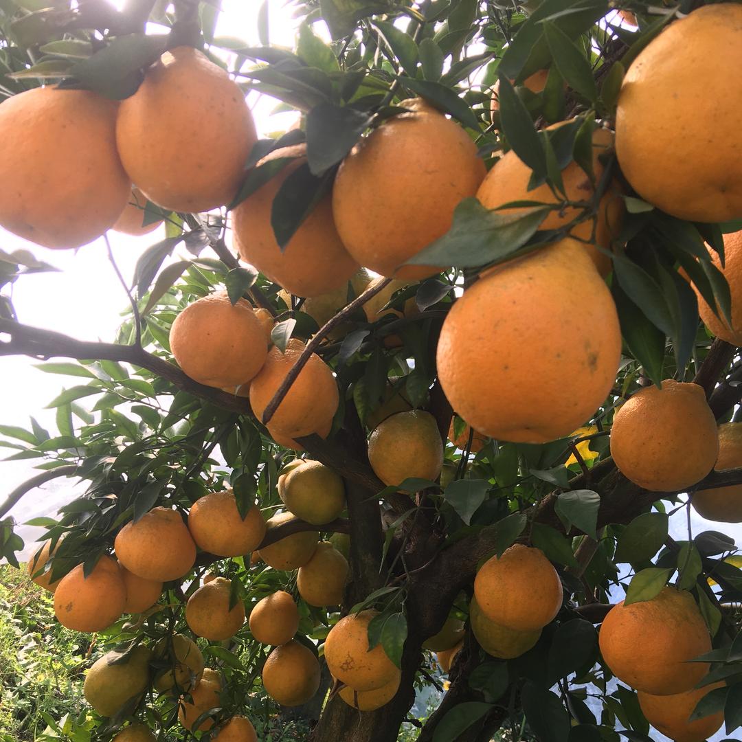 宜都桔橙人家农品臻选阁