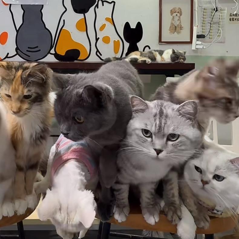 谁可以送我地狱猫车，要黑色的