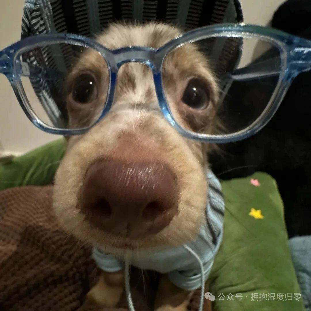 靠谱小狗