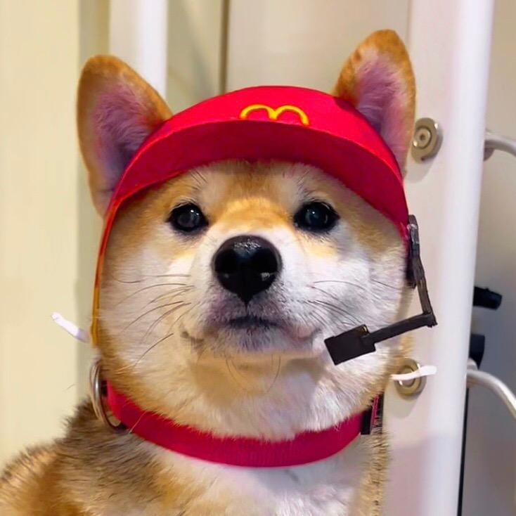 柴犬安妮