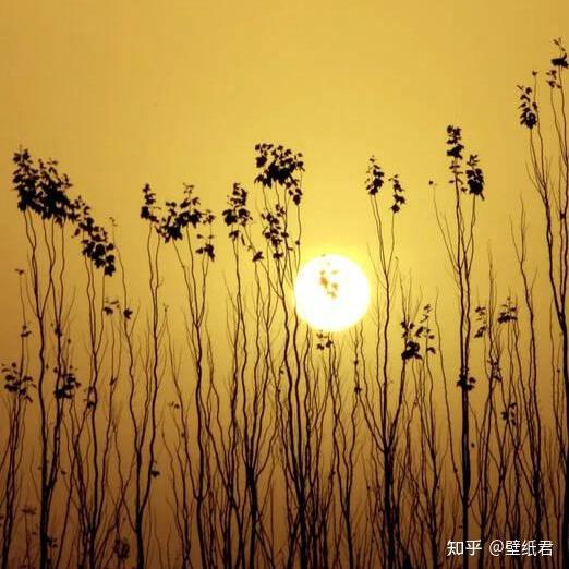 小苹果