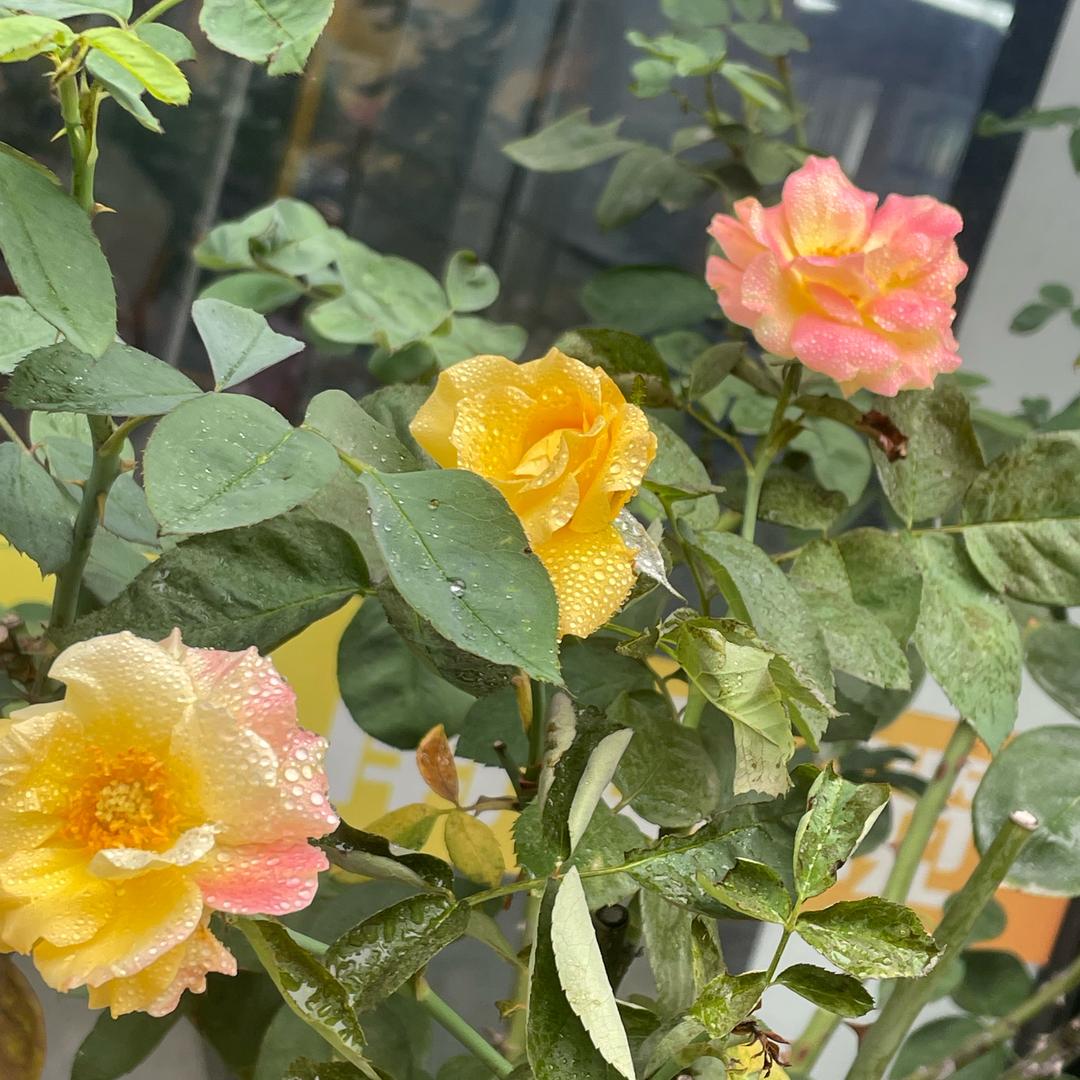三支花