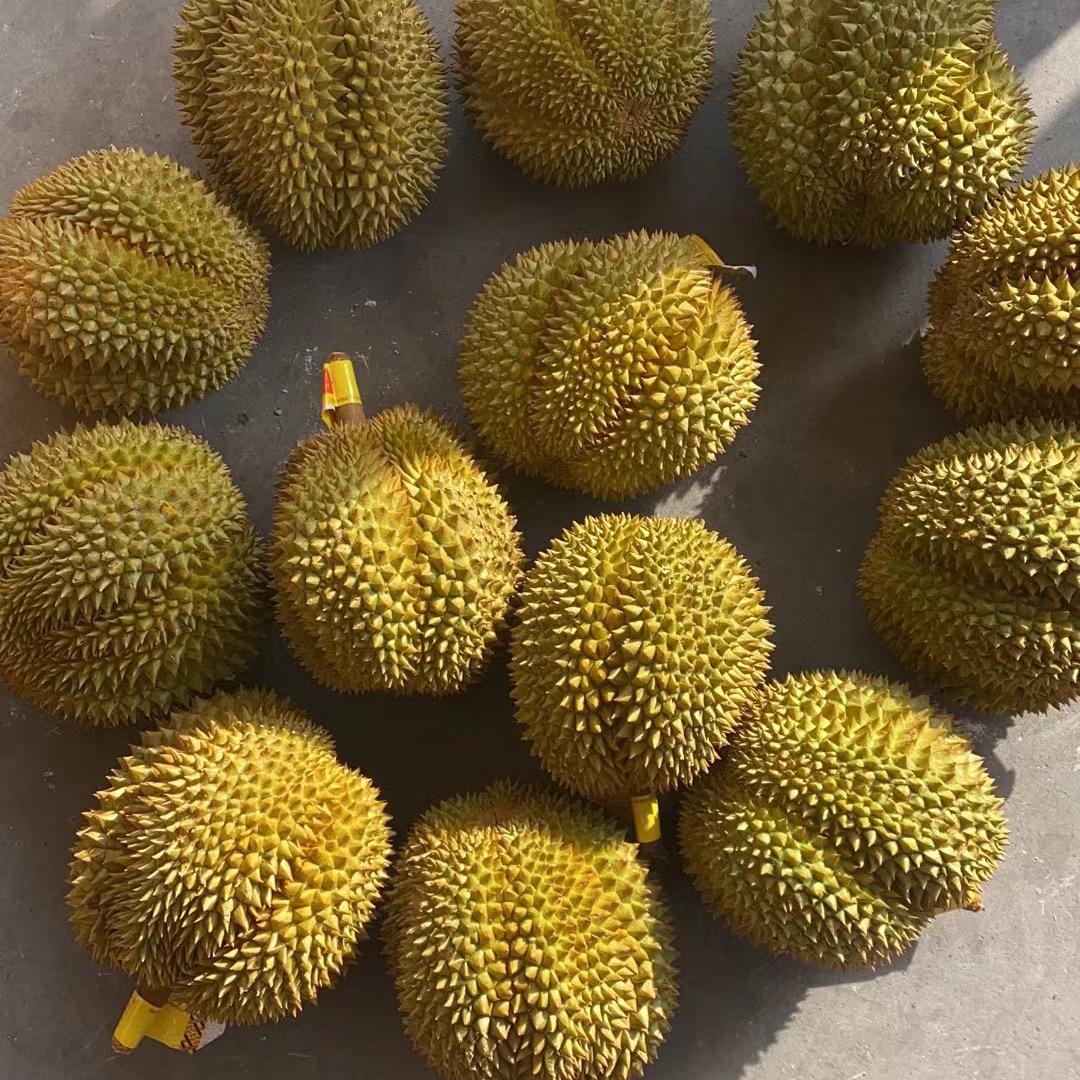 超级榴莲精品水果批发