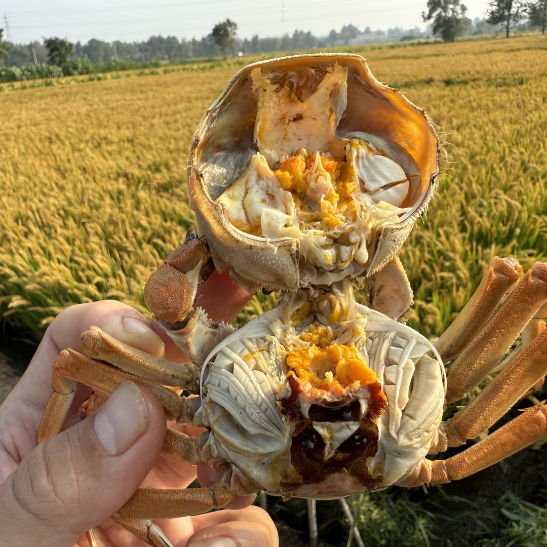 鑫鑫大亮河蟹特色严选店