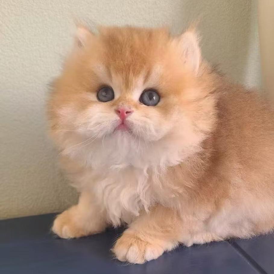 毛茸茸的团子