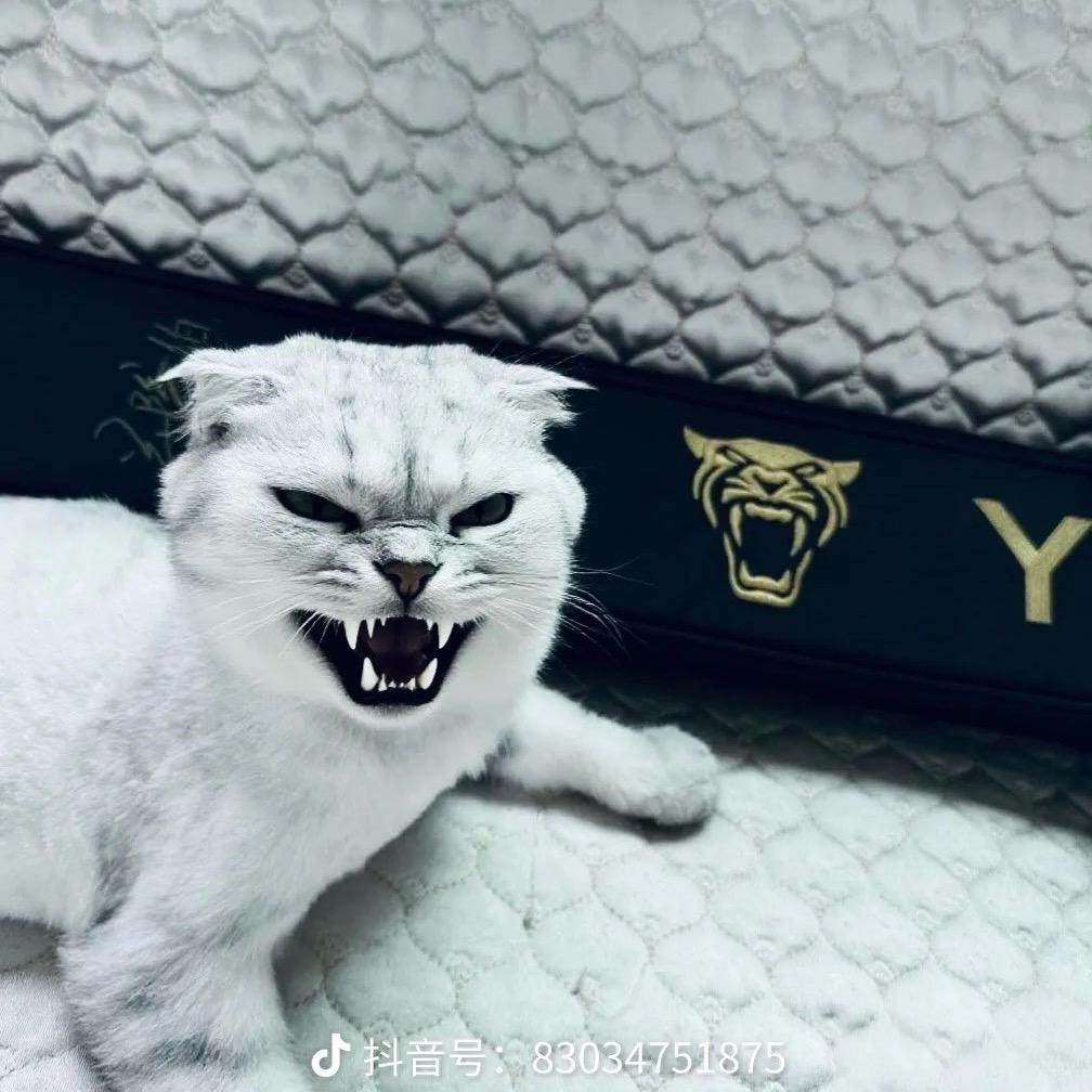 櫠櫠体育用品