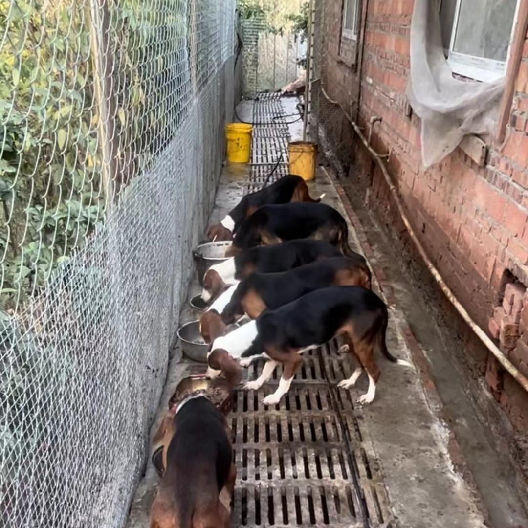 小虎猎犬