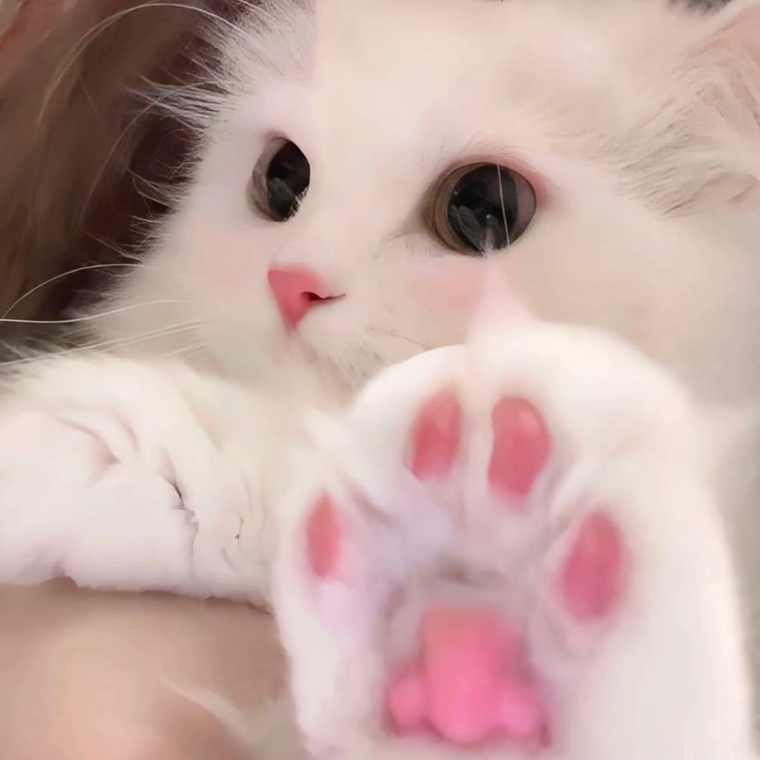 ʚ小芝麻ɞ