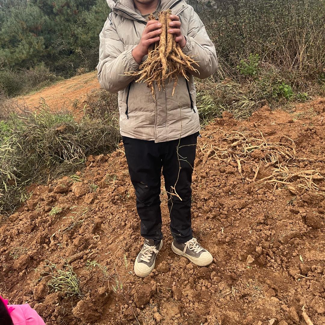 贵州威宁山党参，滋补养生