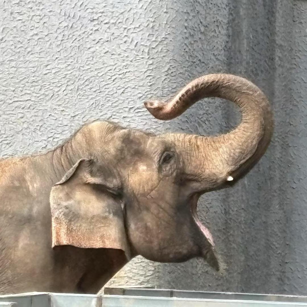老貓不會飛