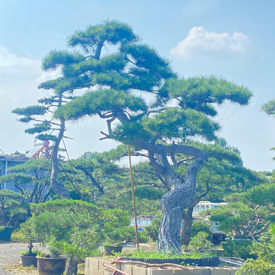 造型松基地-泰安市彬涛园林绿化工程