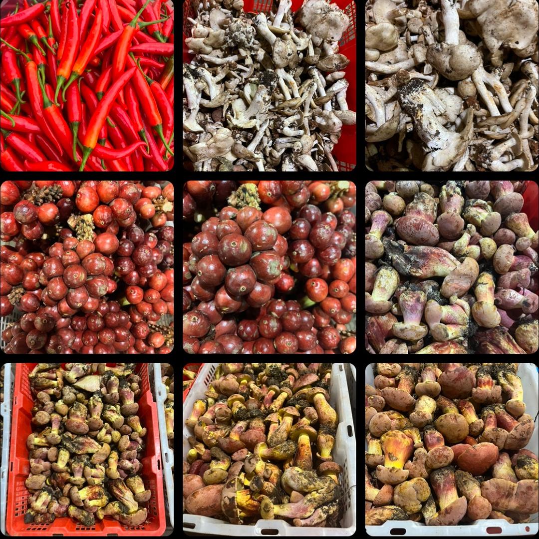 𝓐 云南红伞伞山珍