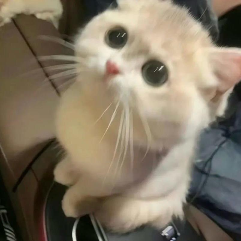 泠鸢