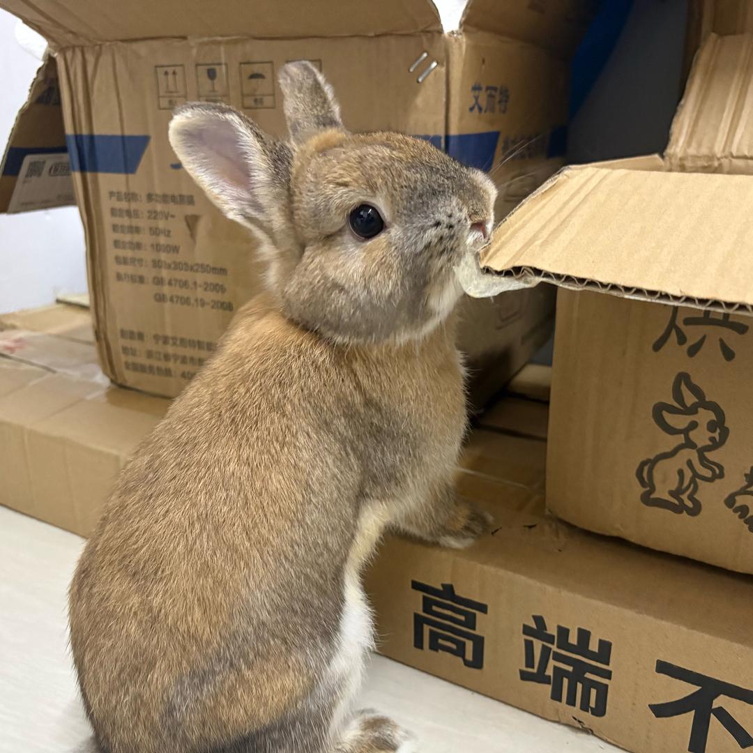 释未虎男装供应链