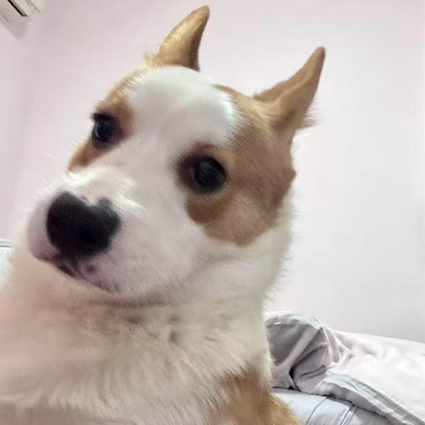 皮皮噜