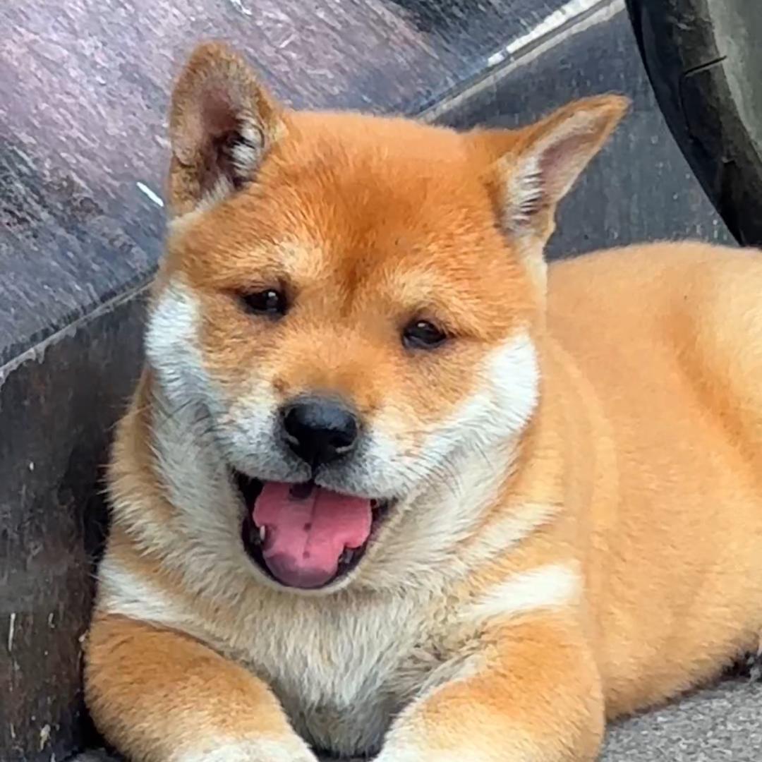 中华田园五黑五红虎班